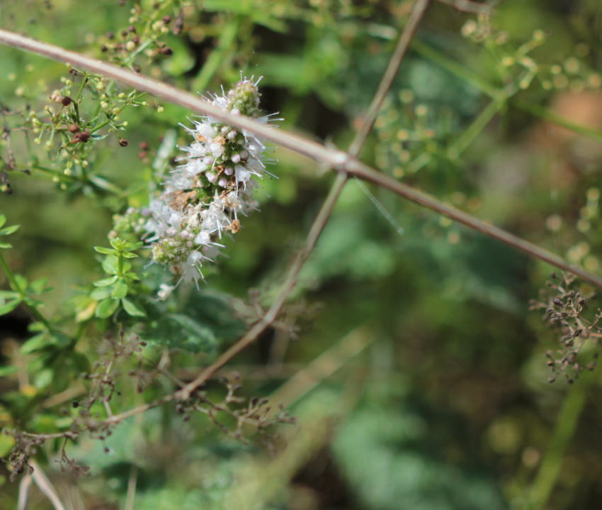 Mentha suaveolens