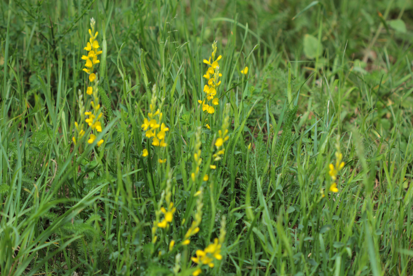 Genista sagittalis