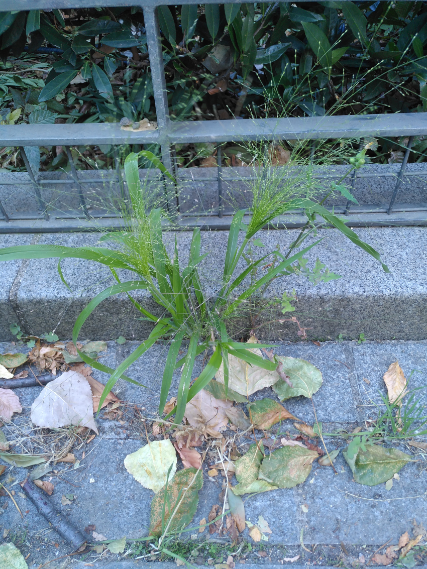 Panicum capillare