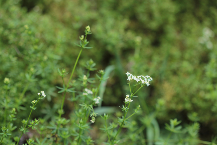 Galium pumilum