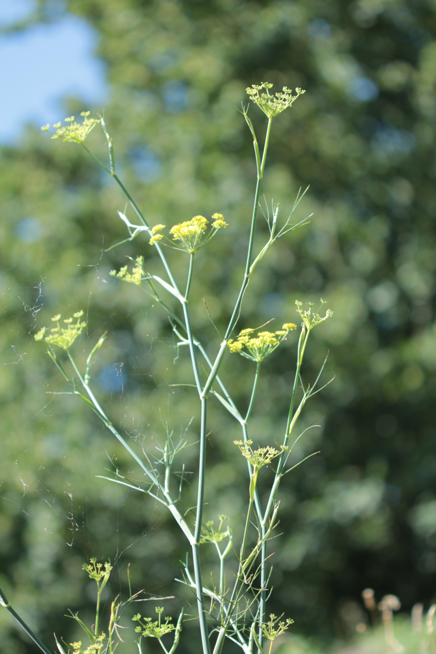 Anethum graveolens