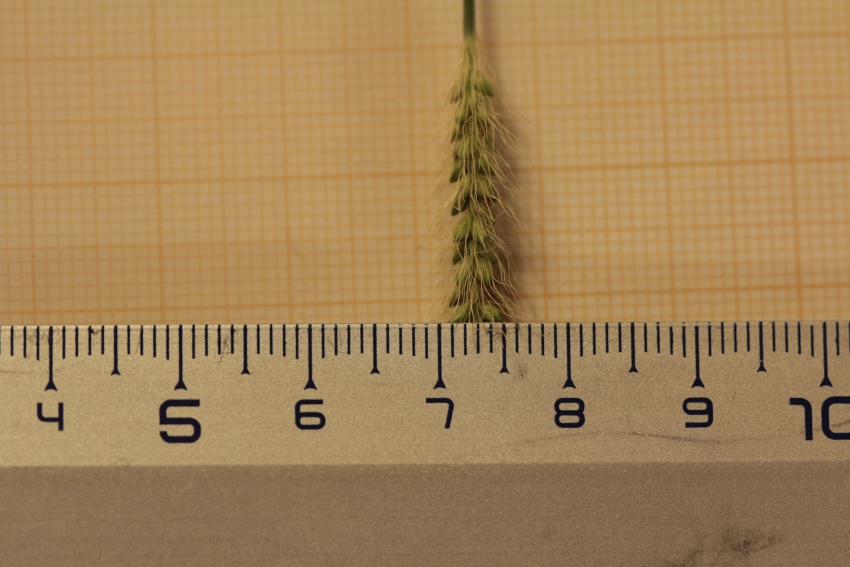 Setaria parviflora: largeur maximale de l'épi. mesure: on voit que dans la largeur la plus grande, cela atteint 4,5 mm.