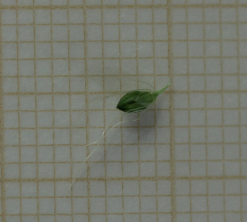 Setaria parviflora: longueur de l'epillet. Mesure: on voit que l'épillet a une longueur d'à peine plus de 2 mm.