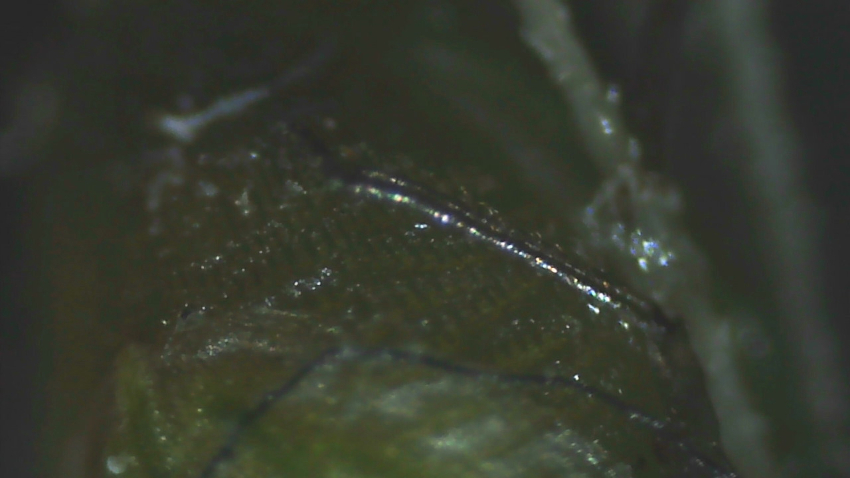 Setaria parviflora: la lemme est ridée longitudalement et transversalement.