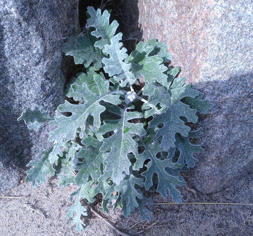 Jacobaeae maritima. Rosette. Plantaria