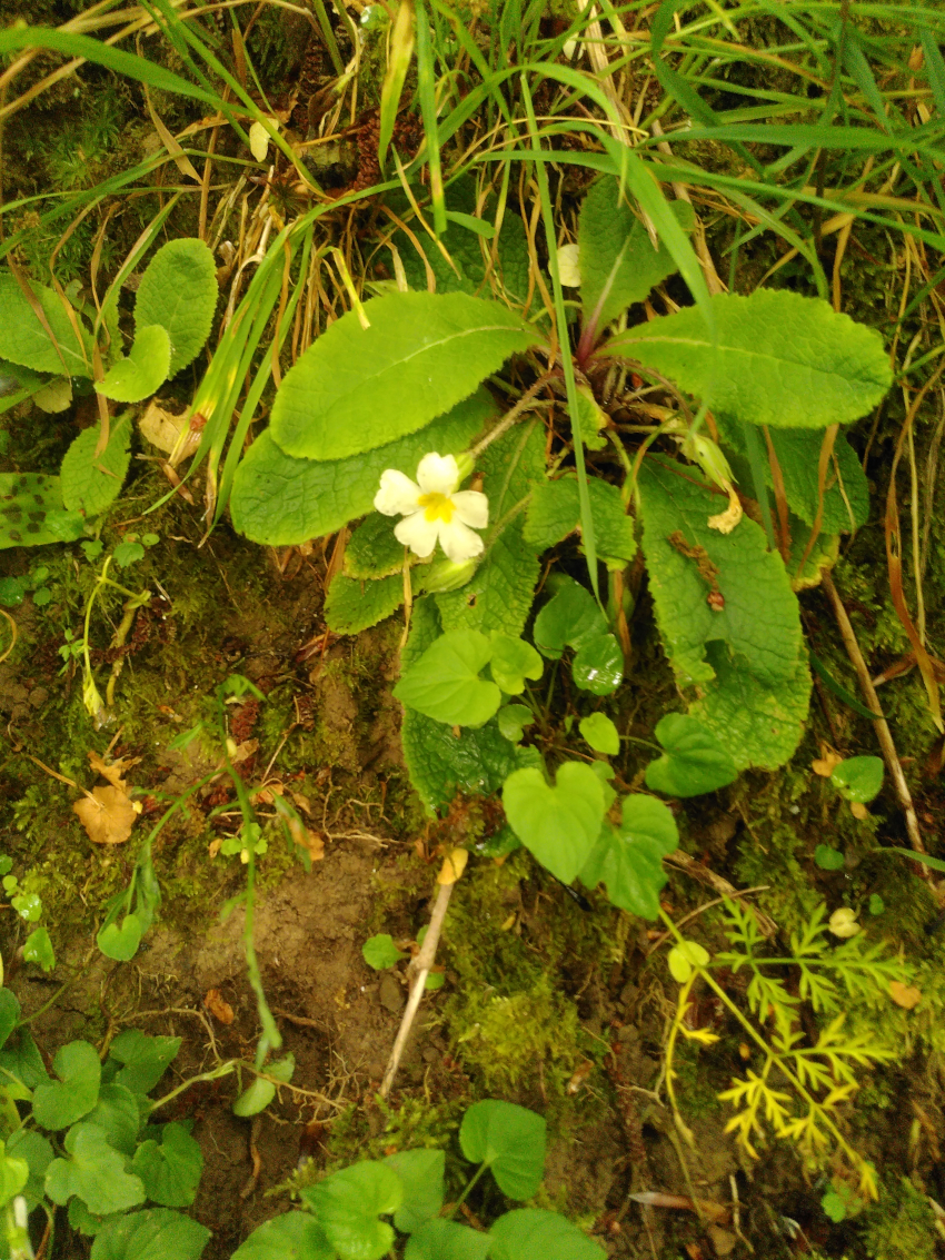 Primula vulgaris