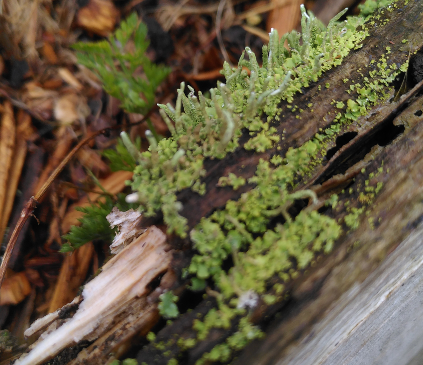 Cladonia coniocraea