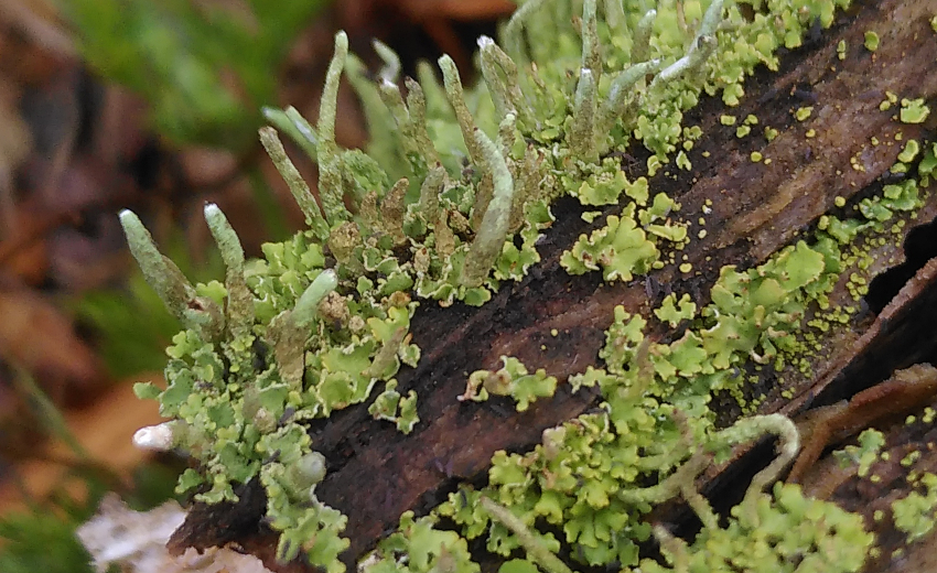 Cladonia coniocraea