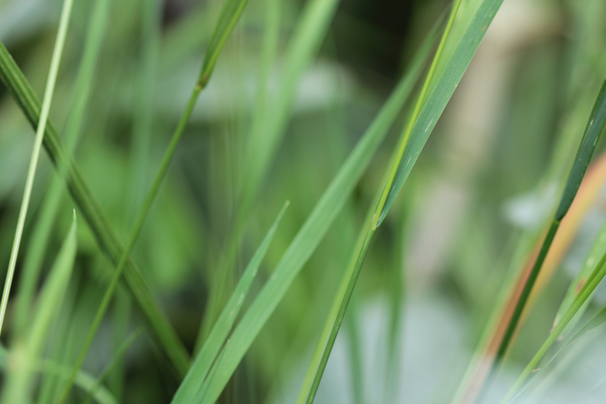 Agrostis capillaris: feuilles et ligule
