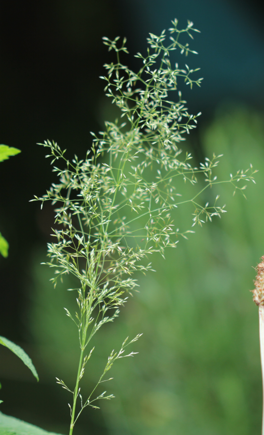 Agrostis capillaris