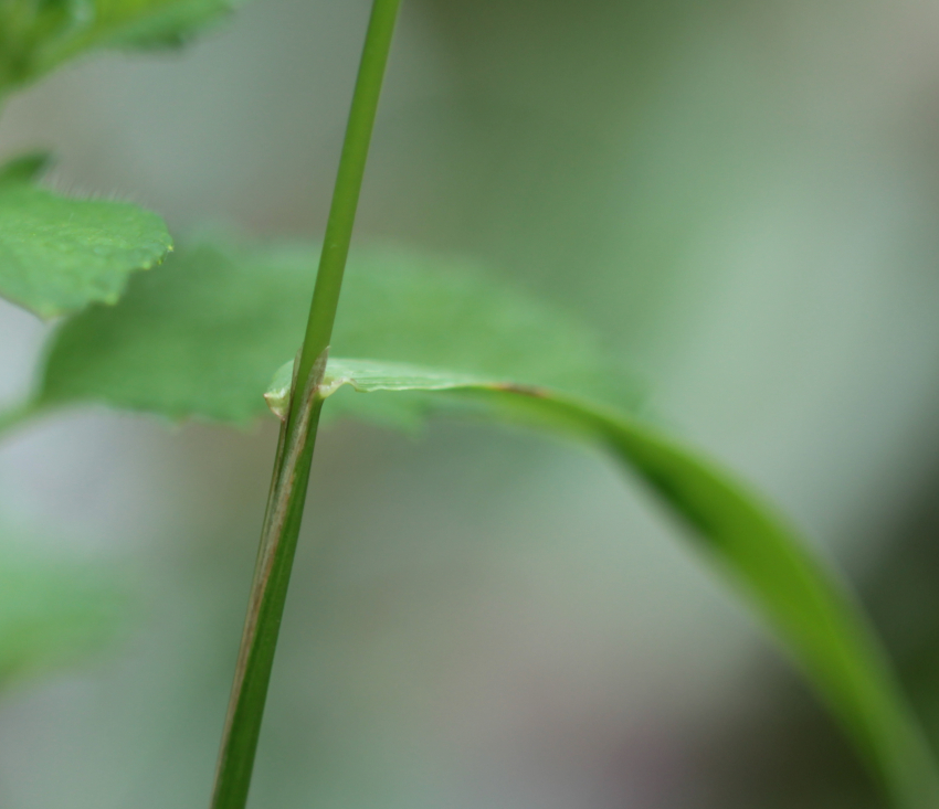 Ligule