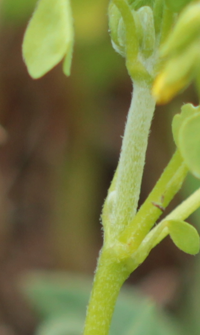 Détail de la pilosité d'Oxalis dillenii.