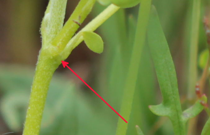 Détail des stipules d'Oxalis dillenii, se terminant de manière arrondie.