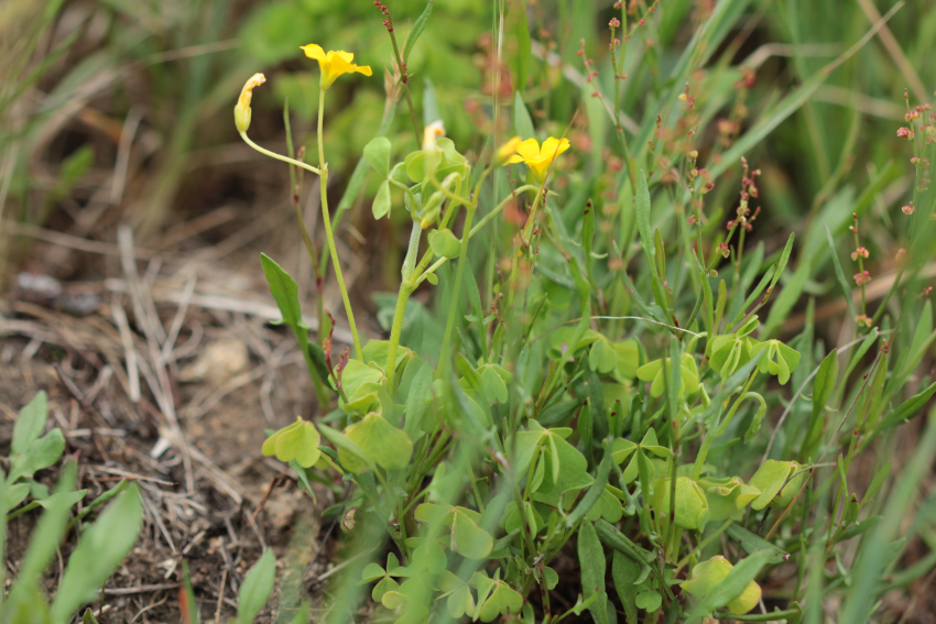 Oxalis dillenii