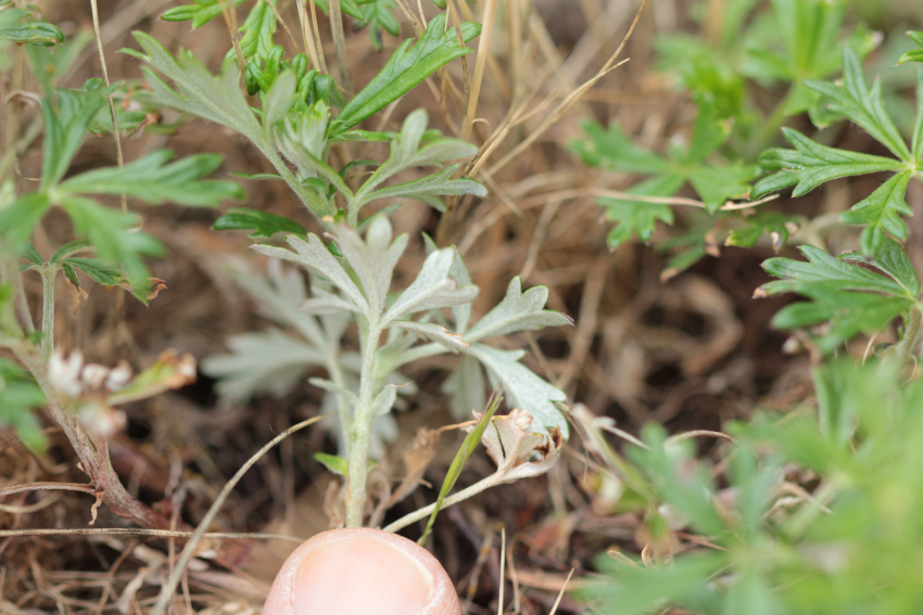 La face inférieure des feuilles de Potentilla argentea est gris clair (pilosité dense) et la face supérieure est verte.