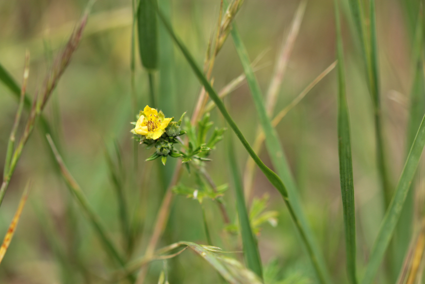Potentilla argentea
