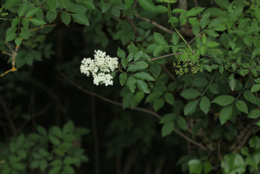 Sorbus domestica