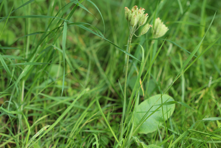 Primula veris