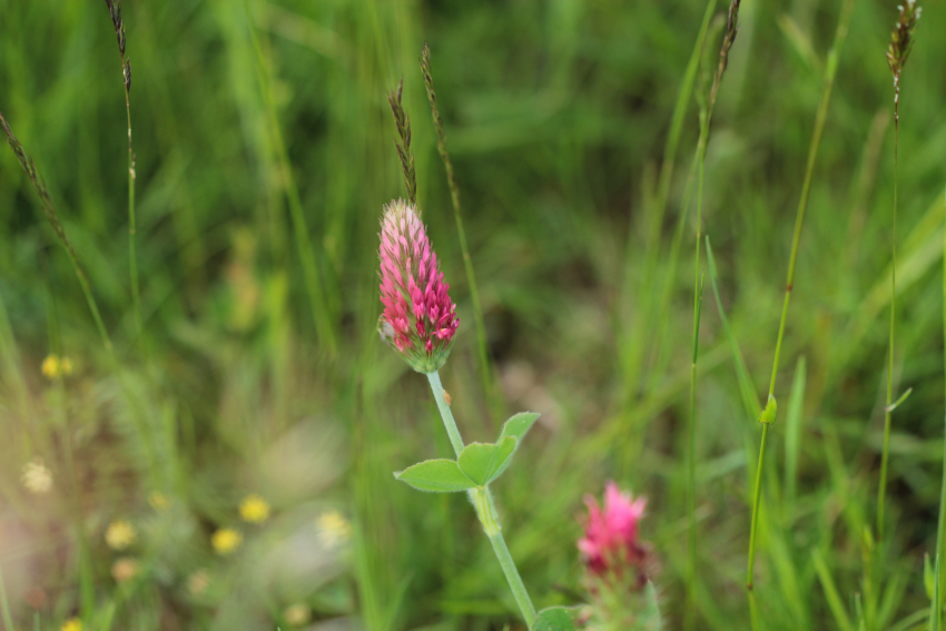 Trifolium incarantum