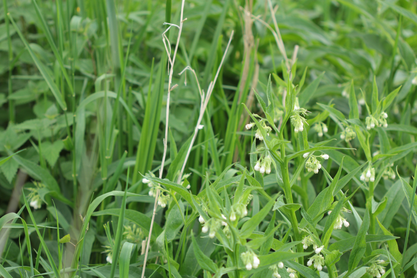 Symphytum officinale