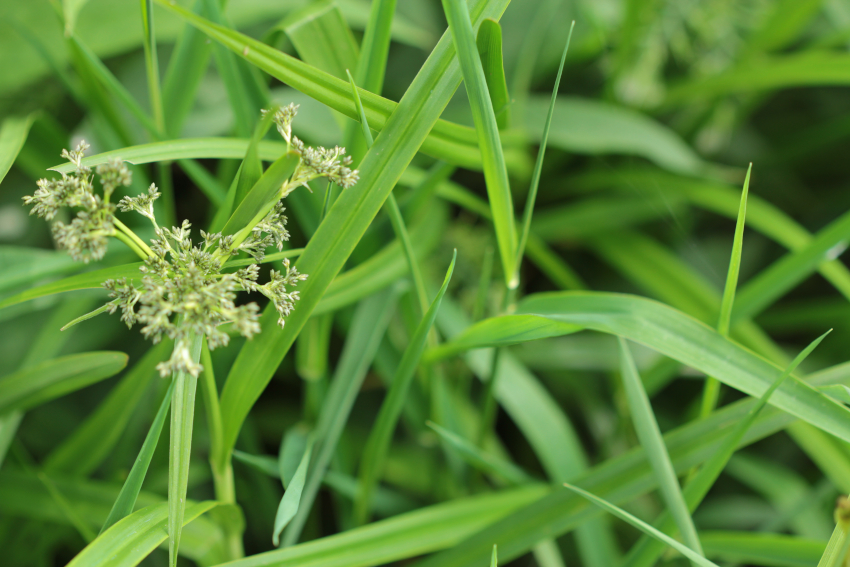 Scirpus sylvaticus: inflorescence