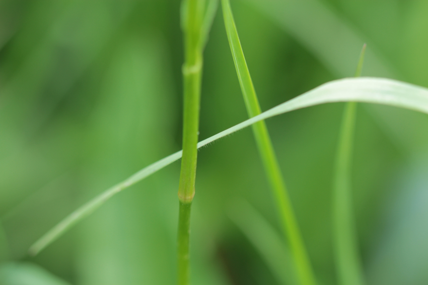 Bistorta officinalis: ochrea