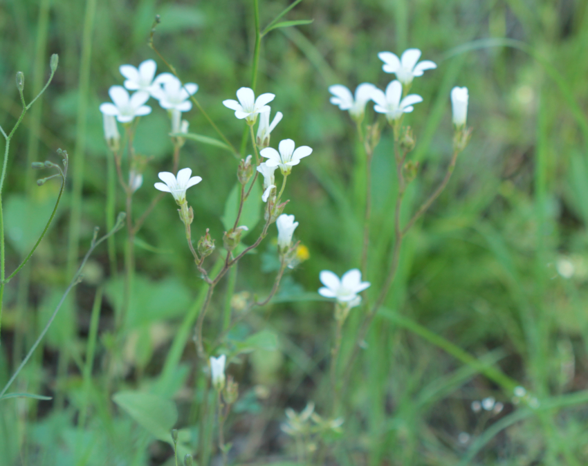 Saxifraga granulata