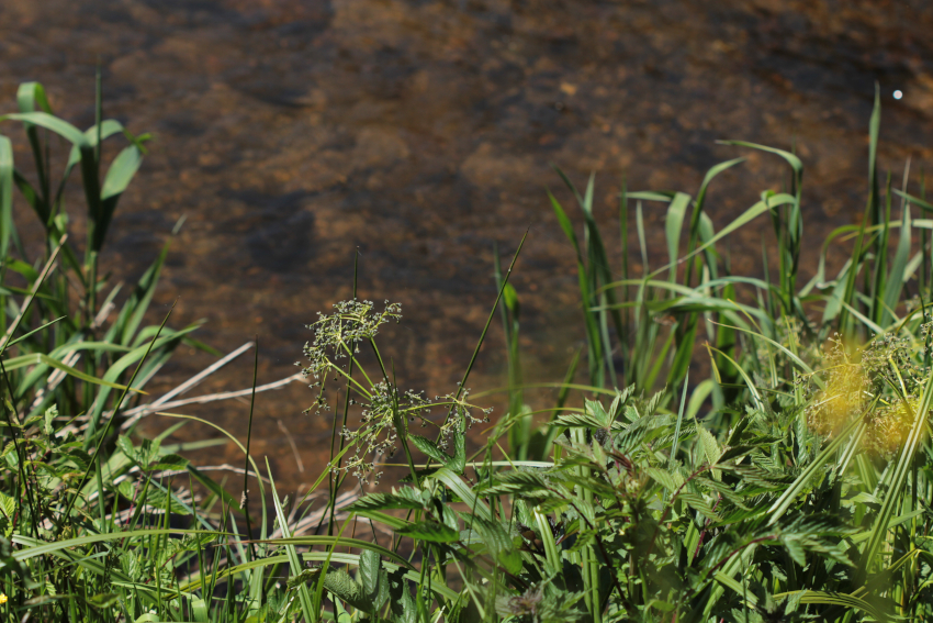 Scirpus sylvaticus