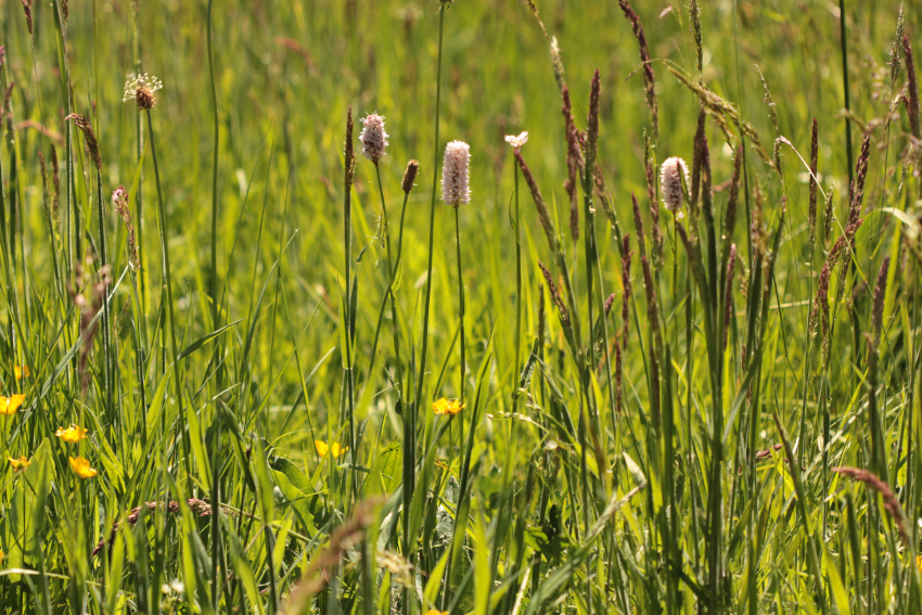 Bistorta officinalis