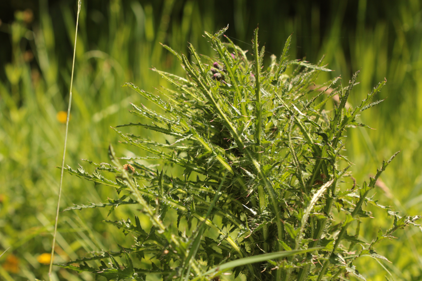Cirsium palustre, exemplaire ayant été couché par des bovins.