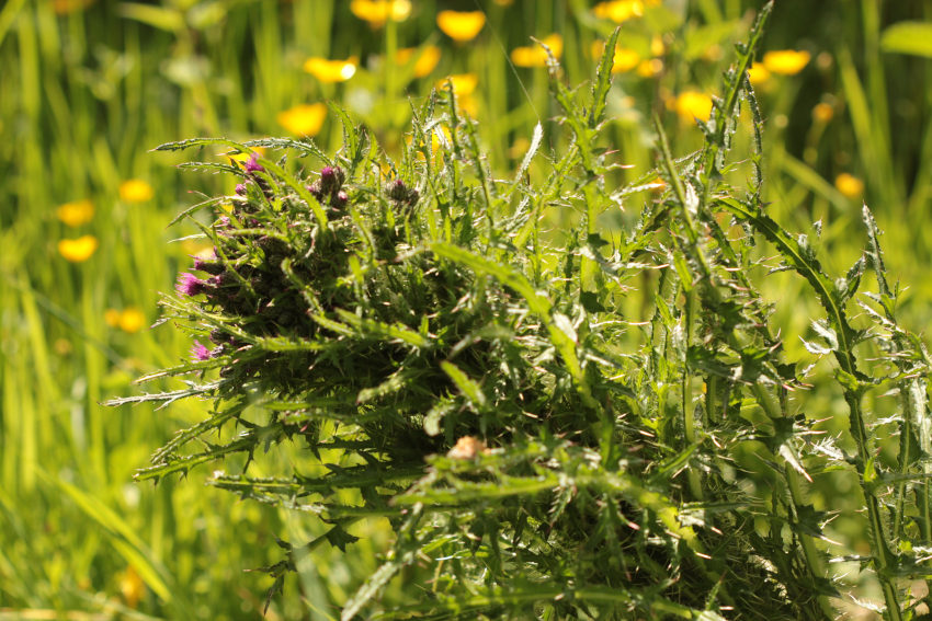 Cirsium palustre