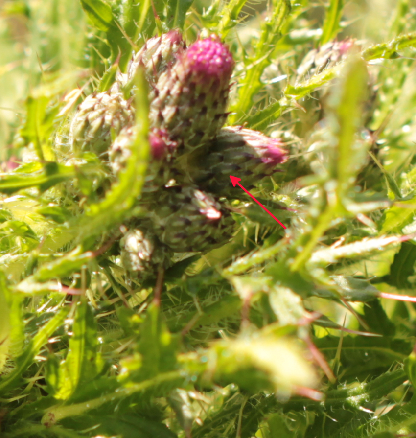 Vitta sur la bractée involucrale de Cirisum palustre: un petit trait clair un peu large, induré. 