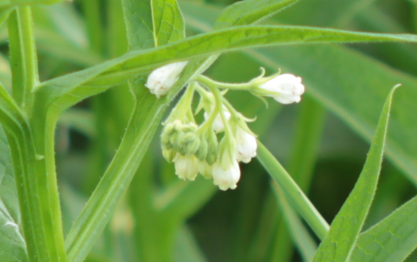 Détail des calice de Symphytum officinale