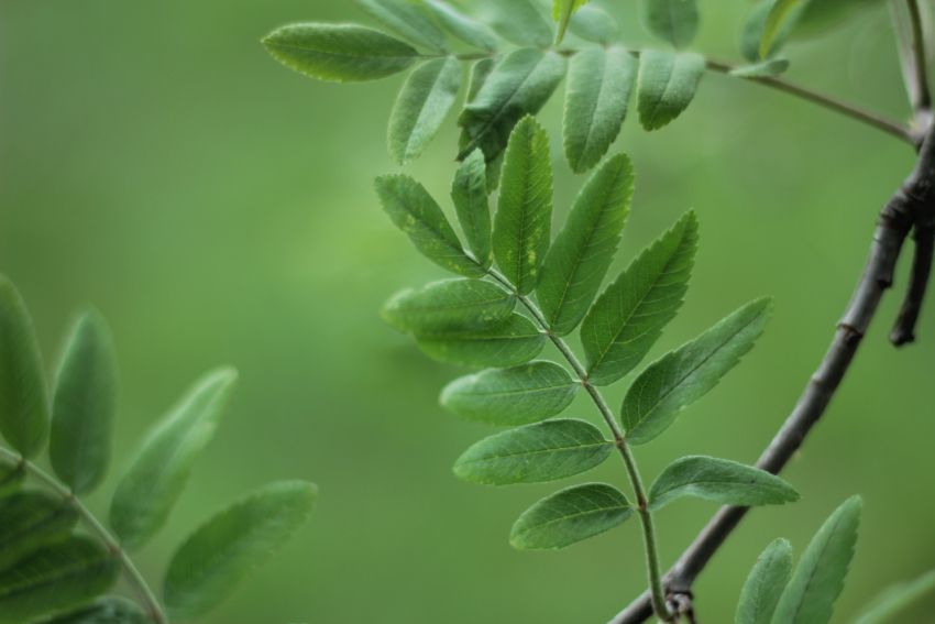 Sorbus aucuparia