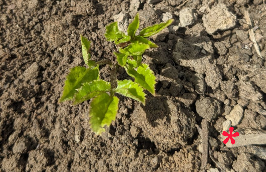 Aegopodium podagraria: Jeunes feuilles sortant de terre (Plantaria)
