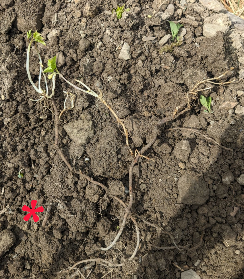 Rhizome d'Aegopodium podagraria