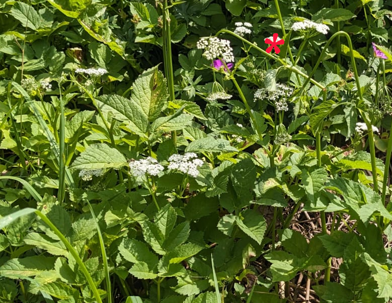 Aegopodium podagraria