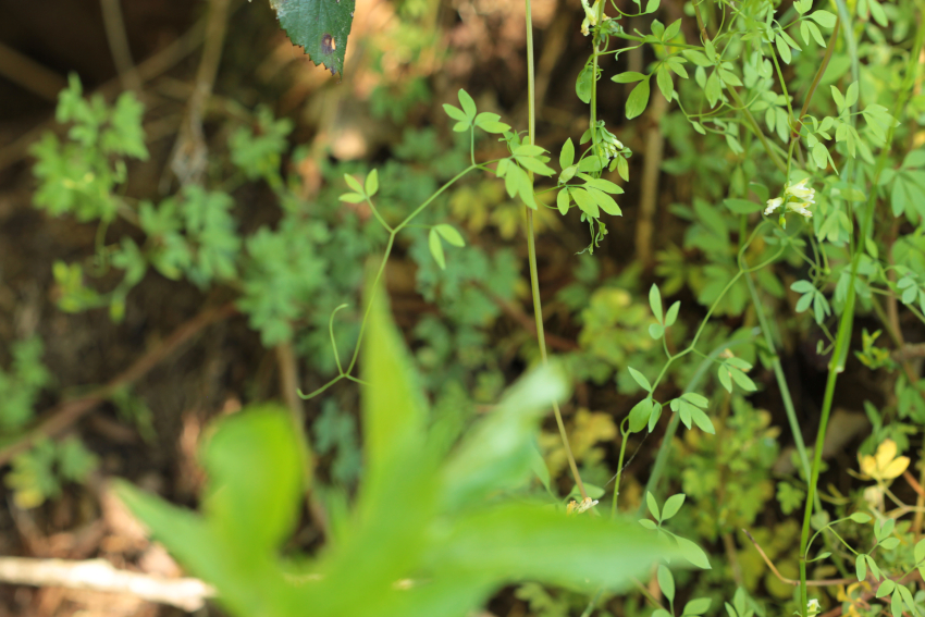 Ceratocapnos claviculata
