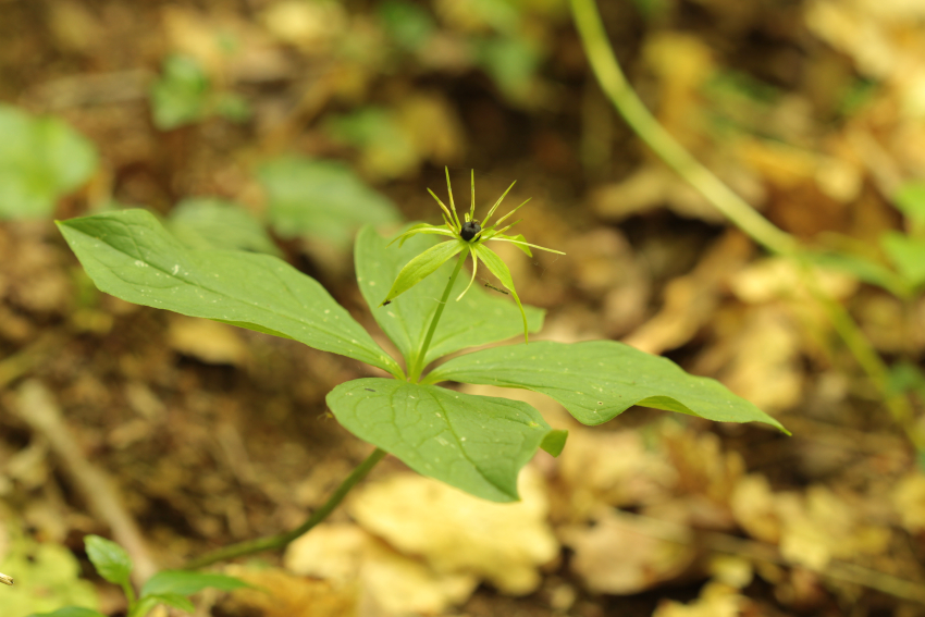 Paris quadrifolia