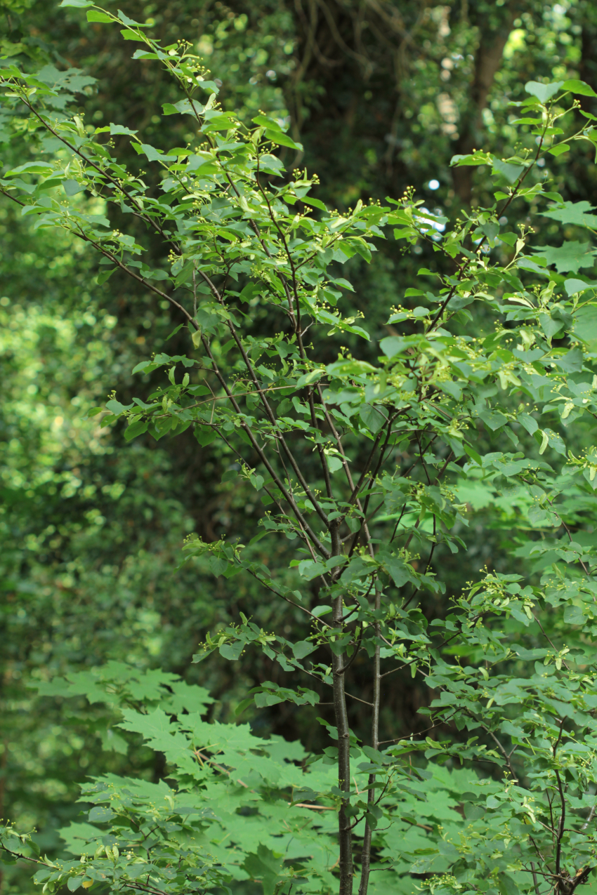 Tilia cordata