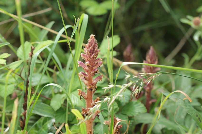 Orobanche hederae