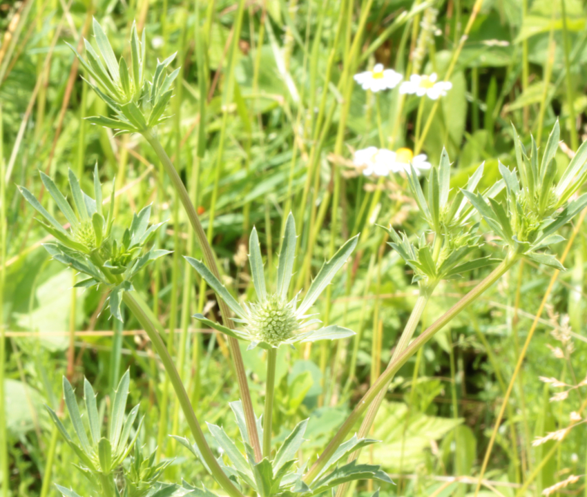 Eryngium planum