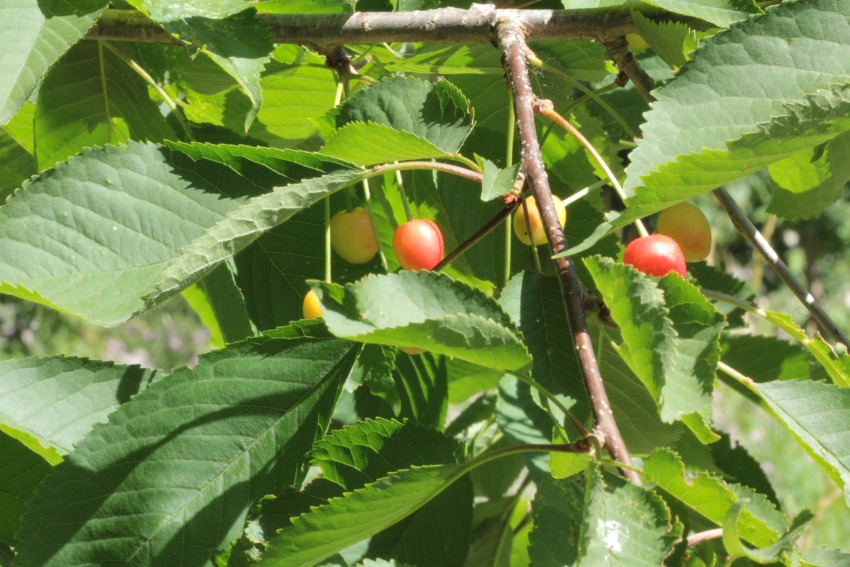 Prunus avium