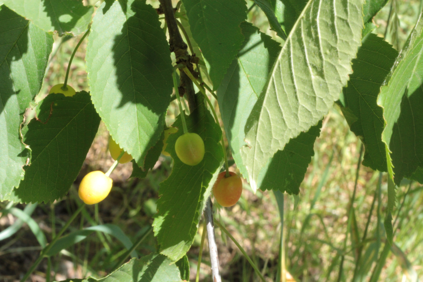 Prunus avium: fruits. Merises. (Semen-carpo)