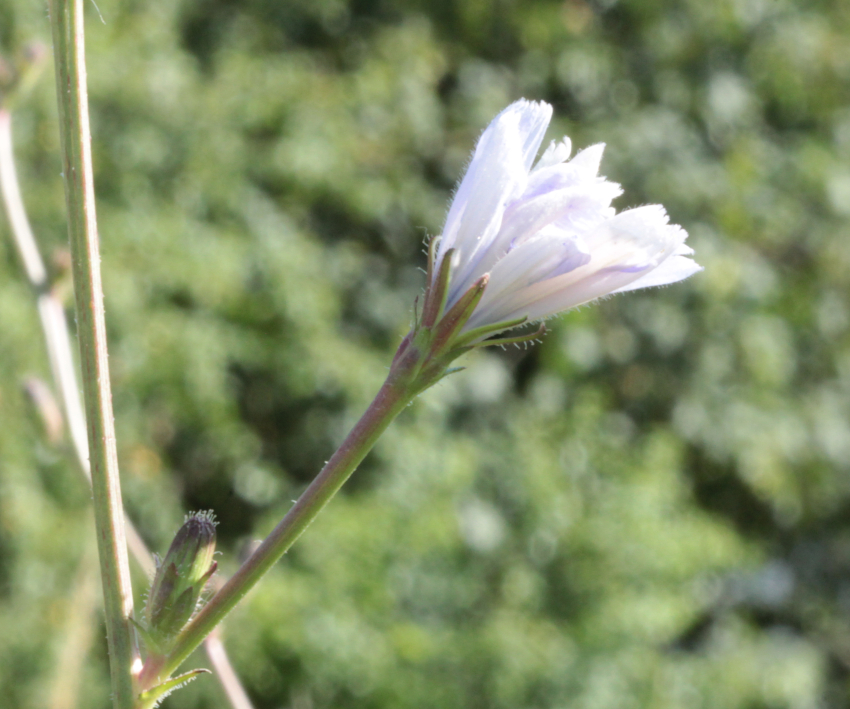 Cichorium intybus: fleur