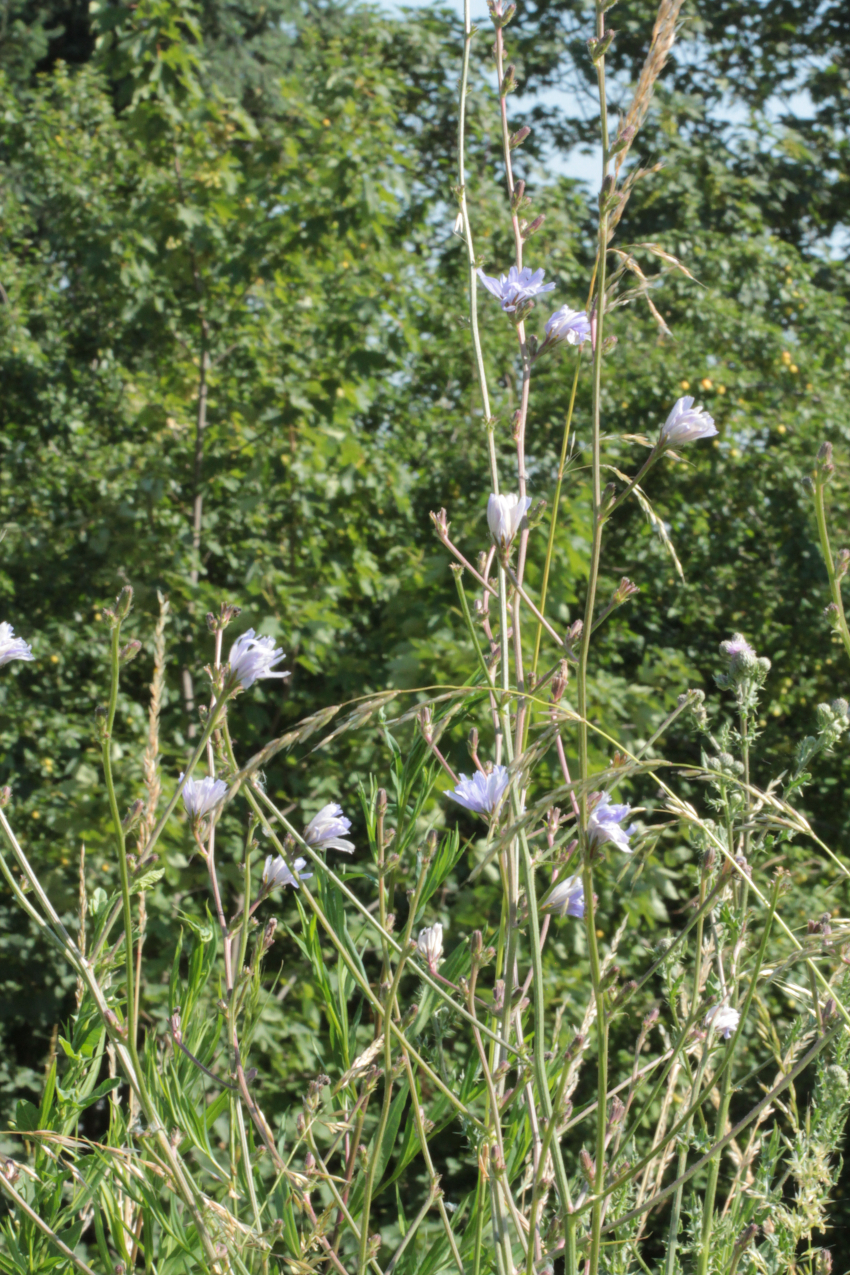 Cichorium intybus