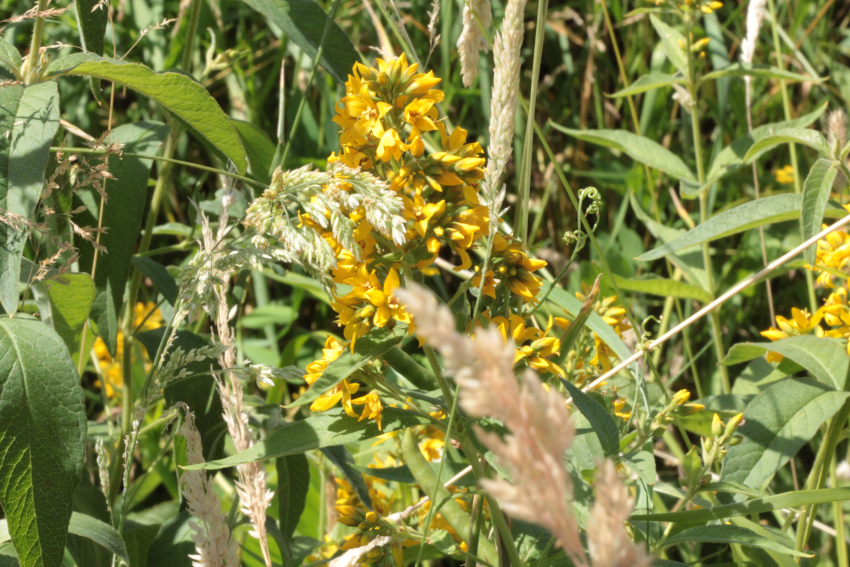Lysimachia vulgaris