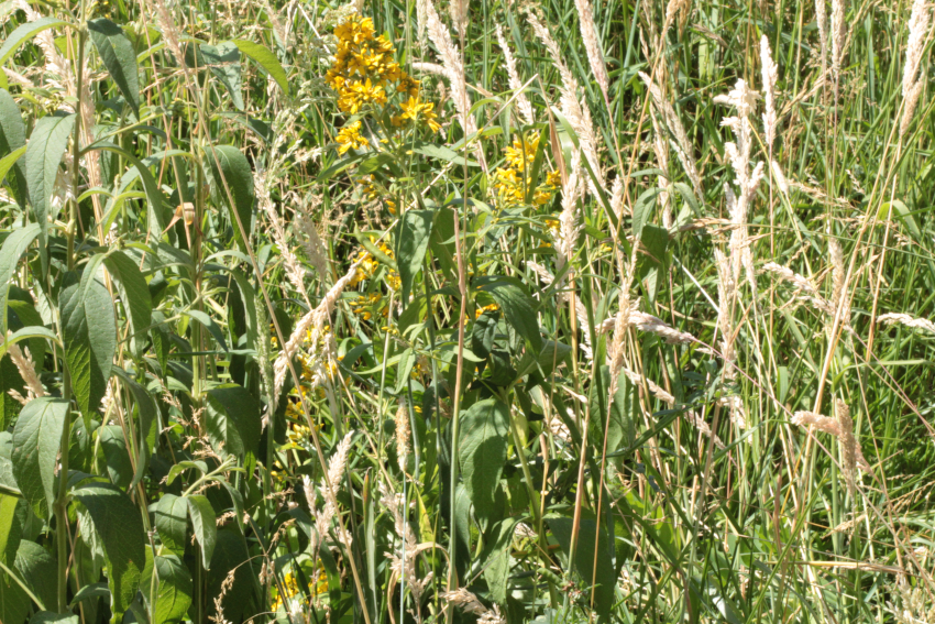 Lysimachia vulgaris