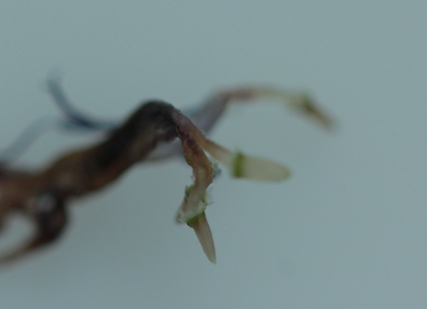 Cichorium intybus: ovaire immature. (Semen-Carpo)
