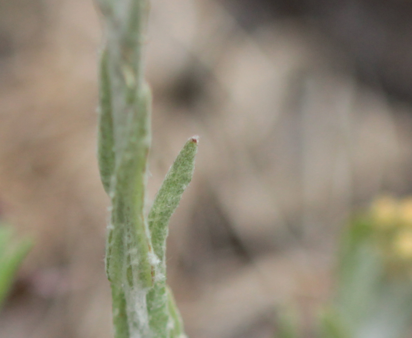 Laphangium luteoalbum: tomentum sur les deux faces.